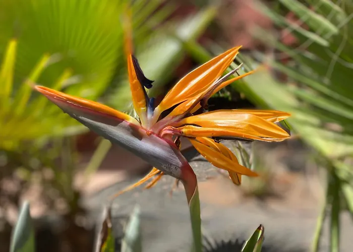 Adamsurfcom コラレホ