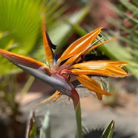 Adamsurfcom Коральео